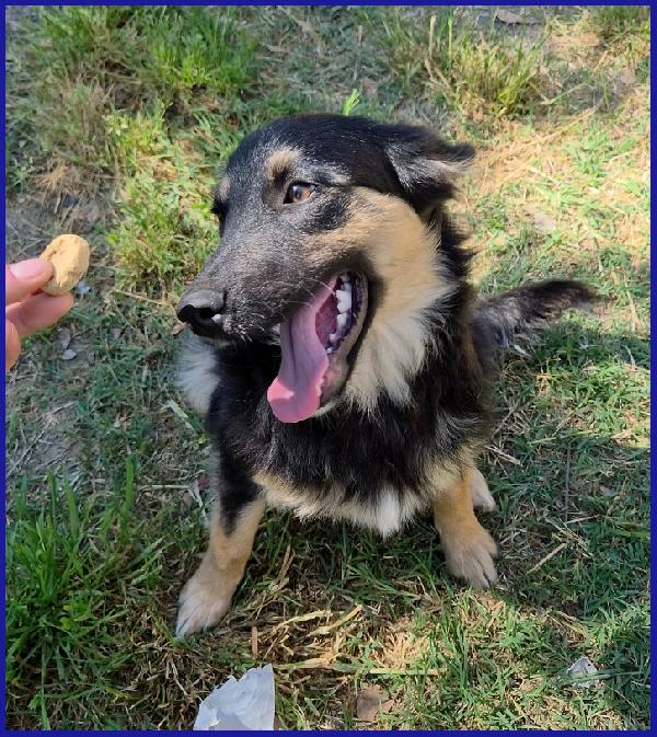 SEMOLINO CUCCIOLOTTO 6 MESI MIX BORDER...LA SUA FAMIGLIA HA RINUNCIATO A LUI ED ORA NE CERCA UNA NUOVA PER SEMPRE! Foto 7